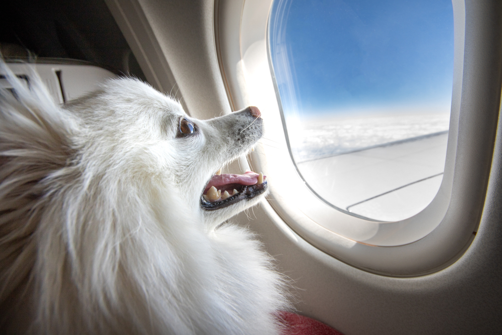 How To Travel With Large Dog On Plane