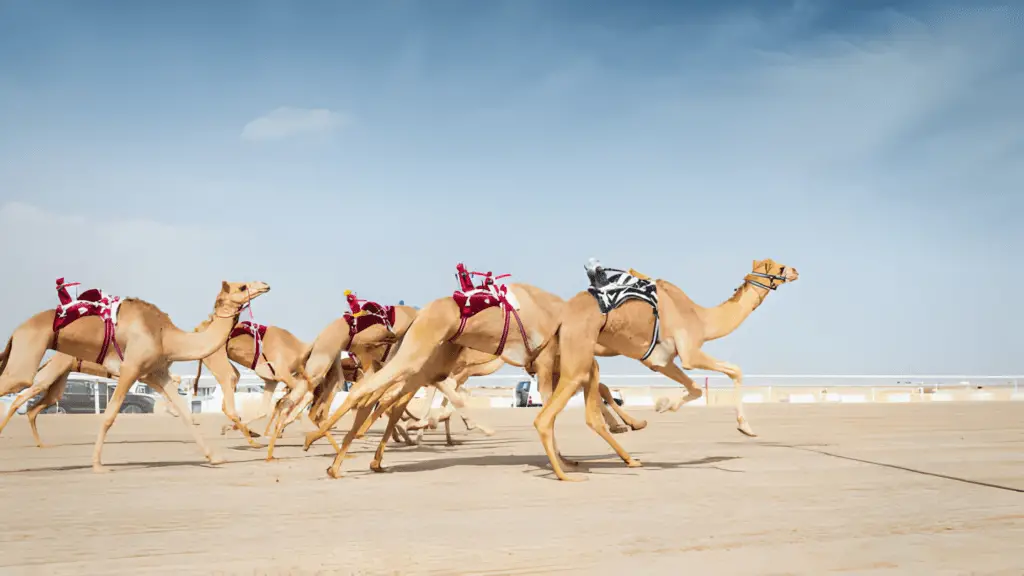 Camel Racing Season in Qatar