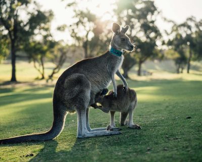 australia, kangaroo, outback-1180394.jpg