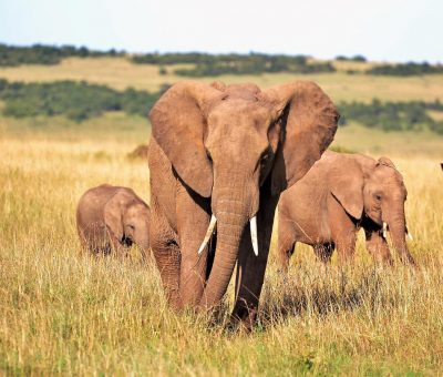 elephants, tusks, trunks-2178578.jpg